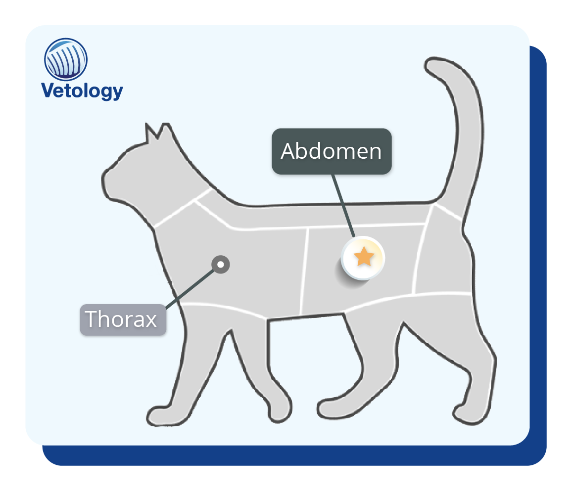 illustration of a cat highlighting the thorax and abdomen