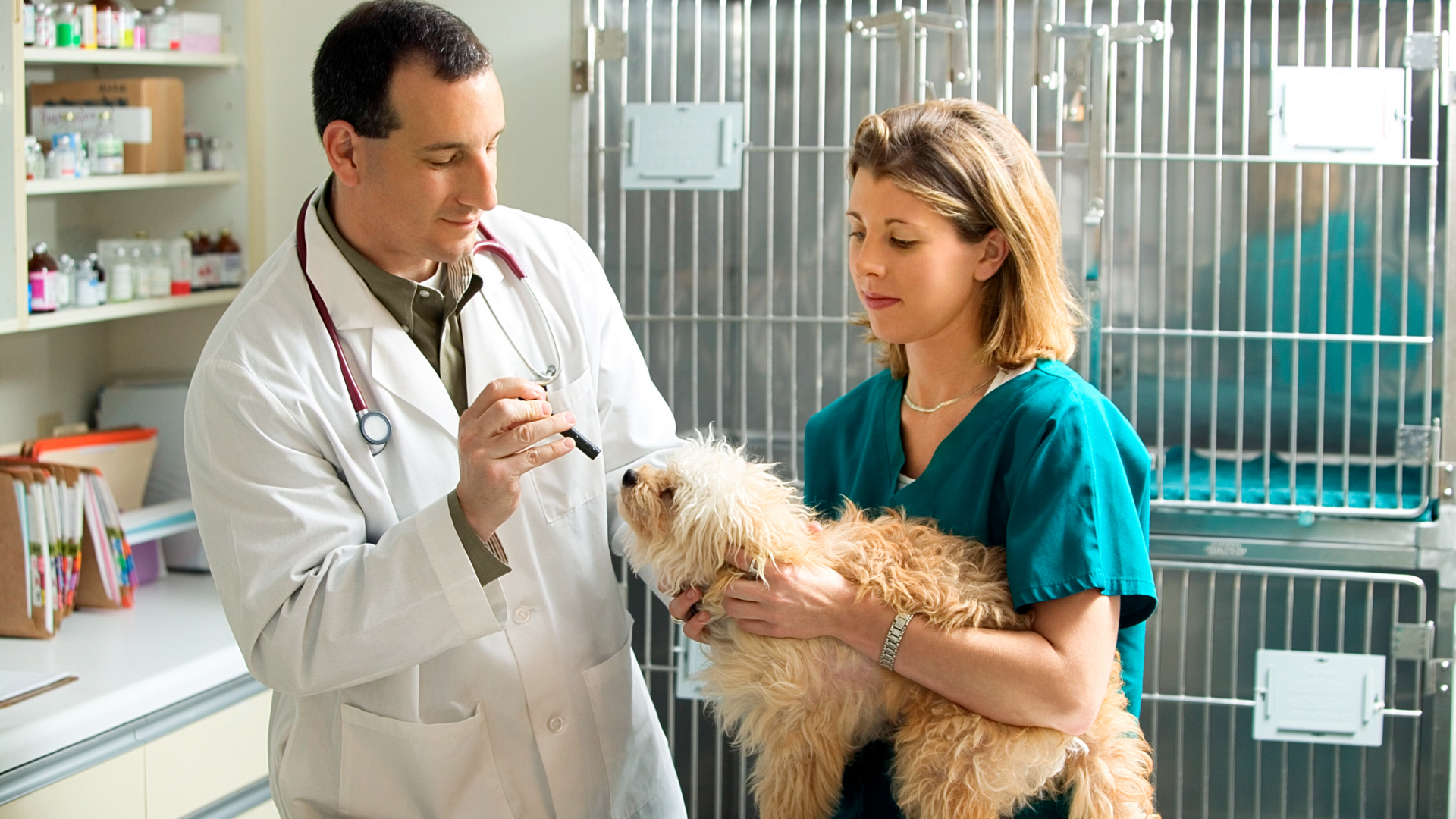 Vet and technician examining dog