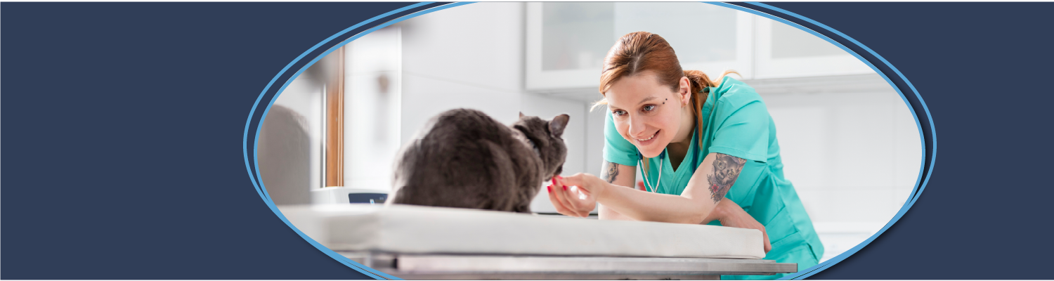 Veterinarian with feline patient on exam table